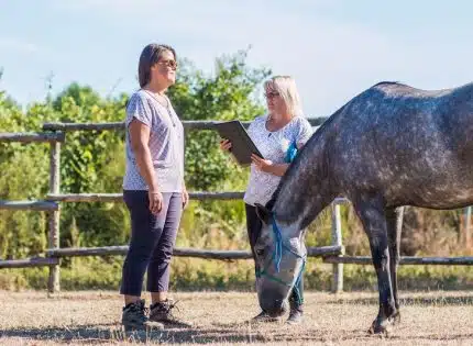 Equicoaching : qu’est-ce que c’est et à quoi ça sert